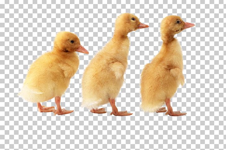 American Pekin Duck Goose File Formats PNG, Clipart, American Pekin, Animals, Beak, Bird, Chicken Free PNG Download