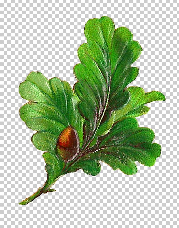 Art Leaf PNG, Clipart, Acorn Squash, Art, Digital Art, Drawing, Food Drinks Free PNG Download