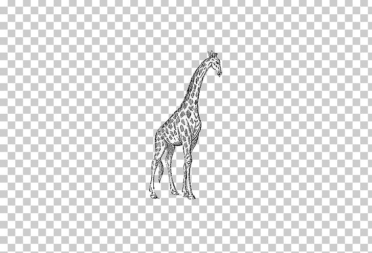 The White Giraffe Black And White Giraffe Manor PNG, Clipart, Animal, Animals, Avatar, Black And White, Fauna Free PNG Download
