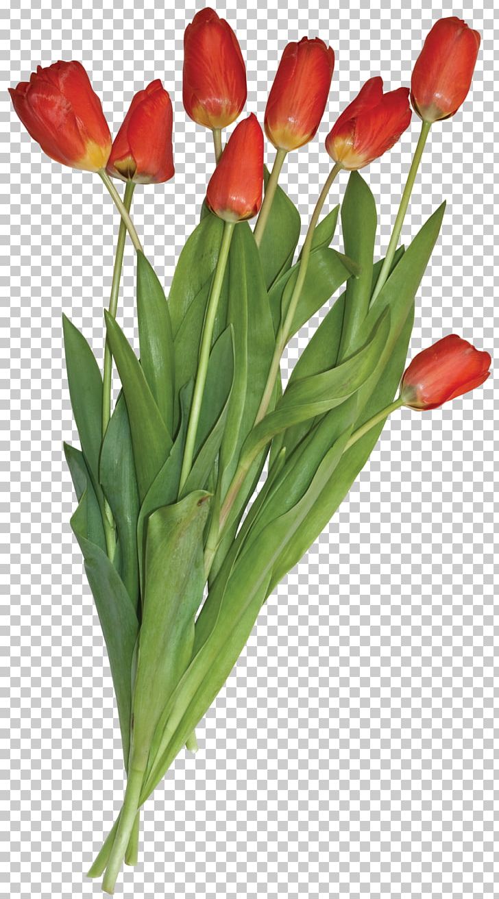 Tulip Flower Bouquet PNG, Clipart, Aloe, Cut Flowers, Designer, Digital Image, Floral Design Free PNG Download