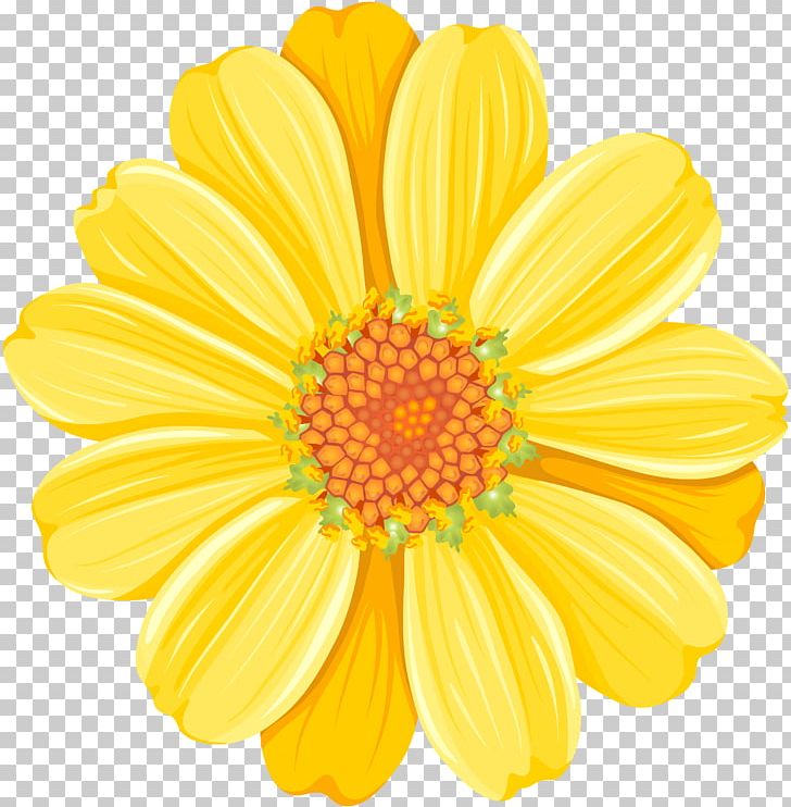 Common Daisy Desktop Transvaal Daisy PNG, Clipart, Chrysanthemum, Chrysanths, Clip Art, Color, Common Daisy Free PNG Download