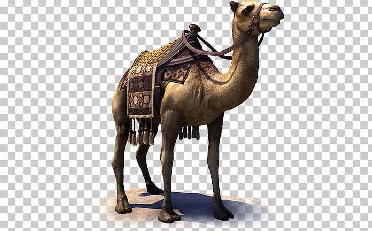 Dromedary The Elder Scrolls Online Mut'im Temple No. 240 Hammerfell Guild PNG, Clipart,  Free PNG Download