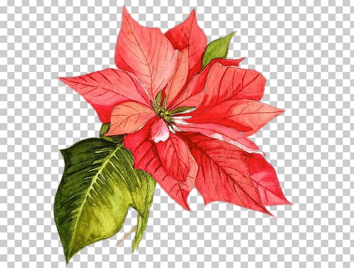 Poinsettia Christmas Watercolor Painting Flower PNG, Clipart, Annual Plant, Art, Background Nature, Christmas, Christmas Card Free PNG Download