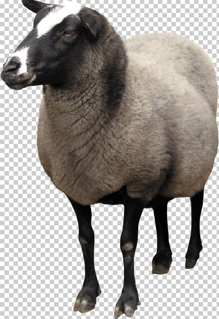 Sheep Wiki Computer File PNG, Clipart, Animals, Computer File, Computer Icons, Cow Goat Family, Dots Per Inch Free PNG Download