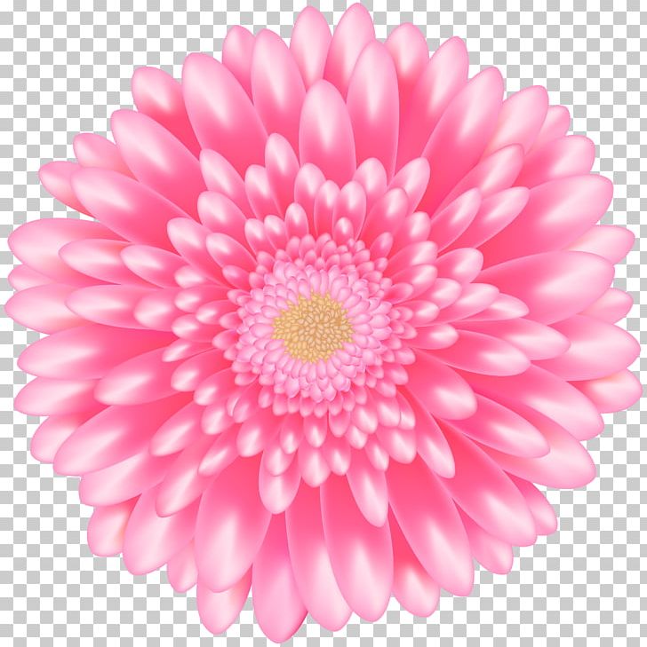 Transvaal Daisy Flower PNG, Clipart, Art, Aster, Chrysanths, Cut Flowers, Dahlia Free PNG Download