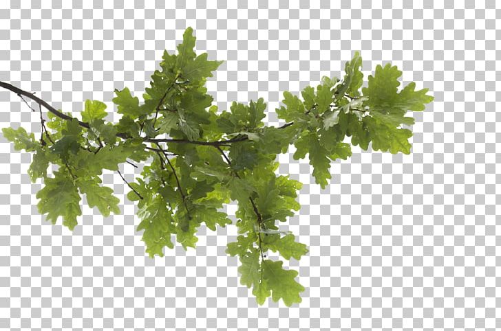 Tree Branch Leaf PNG, Clipart, Branch, Clip Art, Computer Icons, Deciduous, Grapevine Family Free PNG Download
