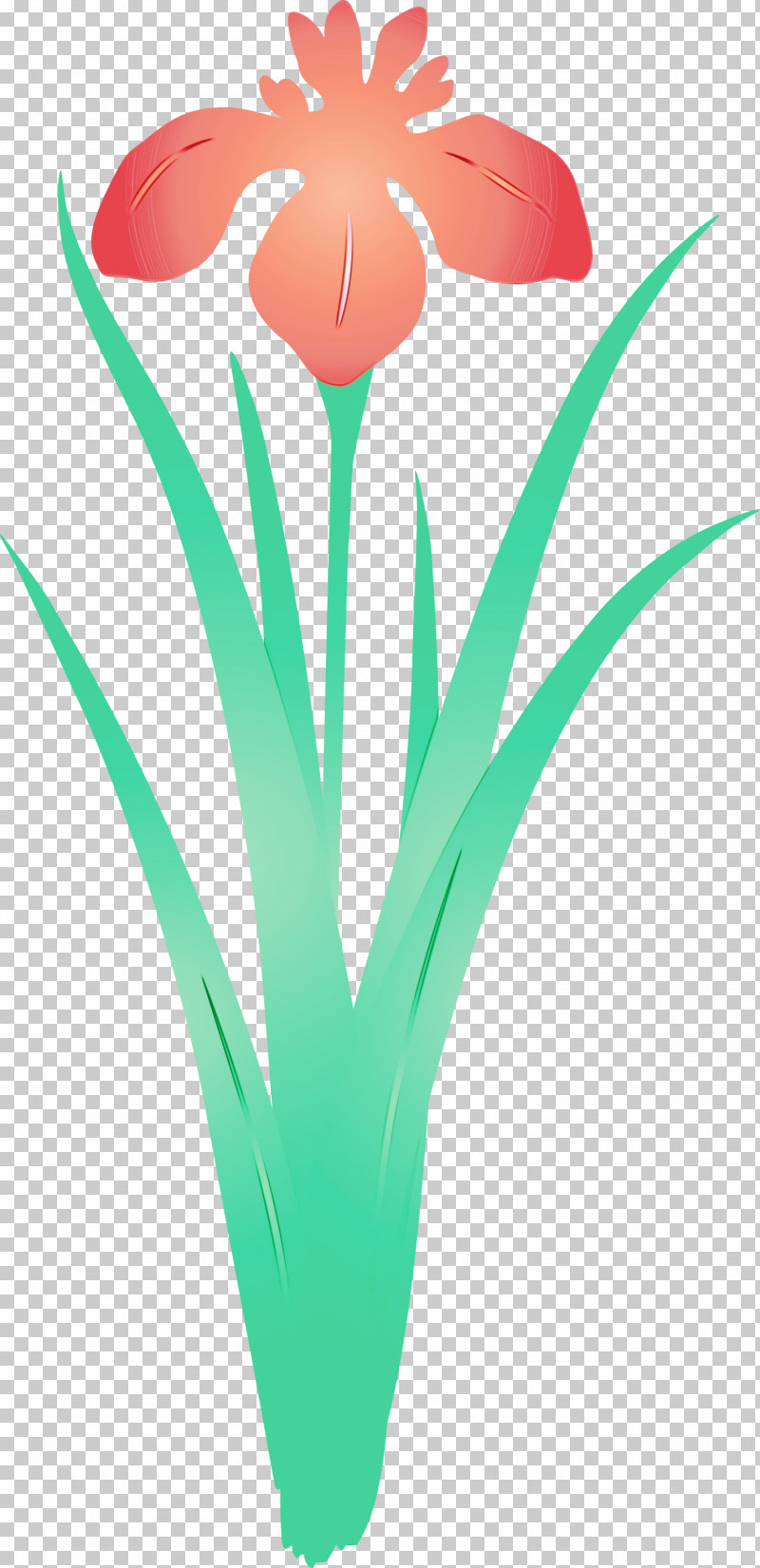 Tulip Plant Grass Flower Petal PNG, Clipart, Flower, Grass, Iris Flower, Paint, Petal Free PNG Download