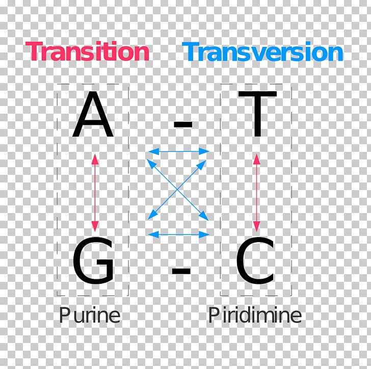 what is transversion mutation