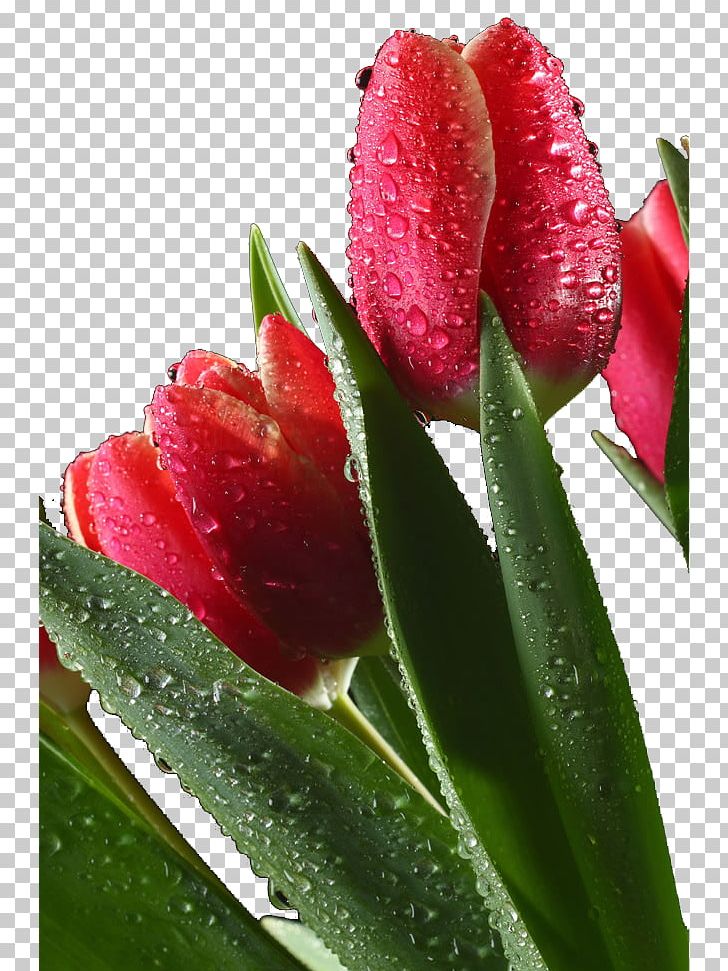 Tulip Samsung Galaxy Note II PNG, Clipart, Blood Drop, Bud, Daring, Designer, Drop Free PNG Download