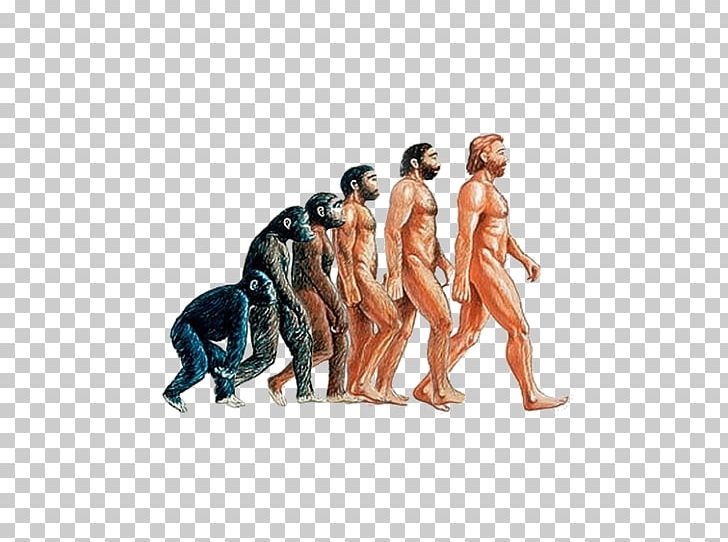 Homo Sapiens Neanderthal Human Evolution Primate PNG, Clipart, Animals, Anthropology, Believer, Evolution, Figurine Free PNG Download