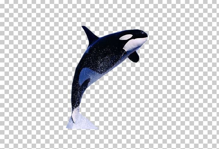 Killer Whale Dolphin Information Facebook PNG, Clipart, 2016, Animals, Blue Whale, Dolphin, Facebook Free PNG Download