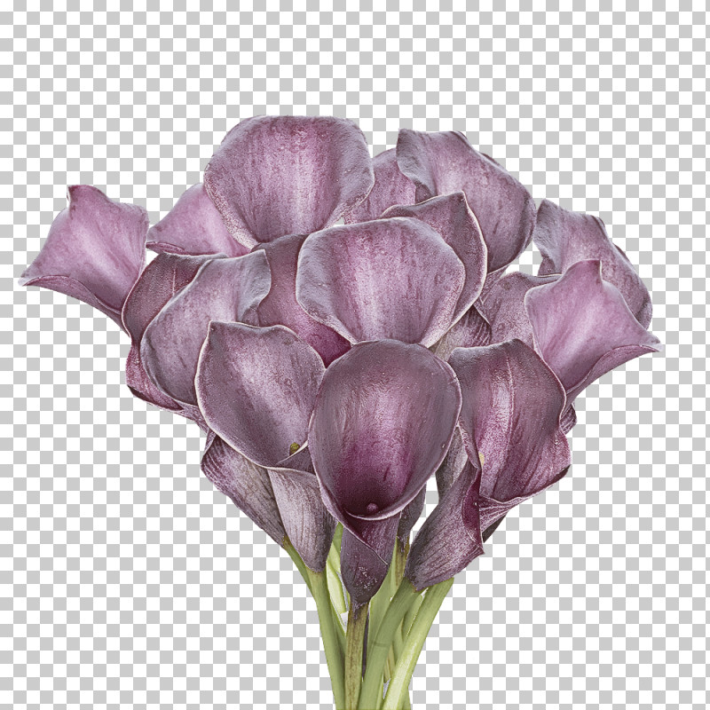 Lavender PNG, Clipart, Biology, Cut Flowers, Flower, Lavender, Lilac M Free PNG Download