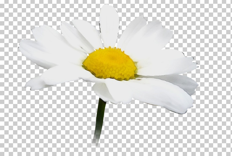 Daisy PNG, Clipart, Camomile, Chamaemelum Nobile, Chamomile, Cut Flowers, Daisy Free PNG Download
