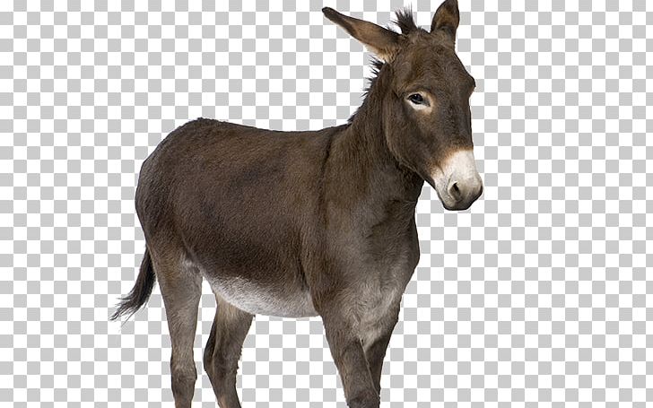 Donkey Stock Photography PNG, Clipart, Animals, Corridor, Donkey, Download, Economic Free PNG Download