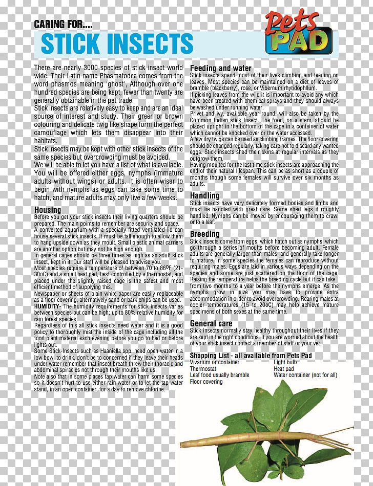 Golden Hamster Tree Plant Font PNG, Clipart, Golden Hamster, Grass, Hamster, Nature, Plant Free PNG Download