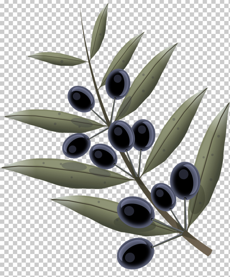 Olive Leaf Tree Plant Woody Plant PNG, Clipart, Branch, Flower, Fruit, Leaf, Olive Free PNG Download