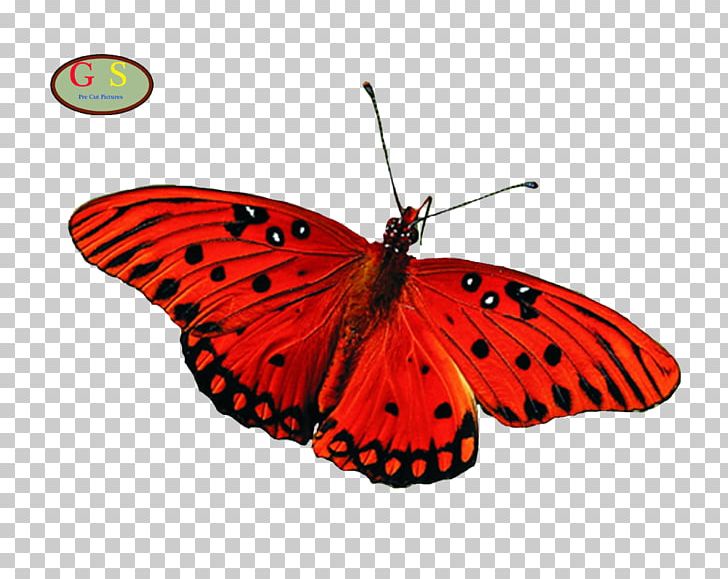 Butterfly Greta Oto Desktop Aglais Io PNG, Clipart, Aglais Io, Arthropod, Brush Footed Butterfly, Butterflies And Moths, Butterfly Free PNG Download