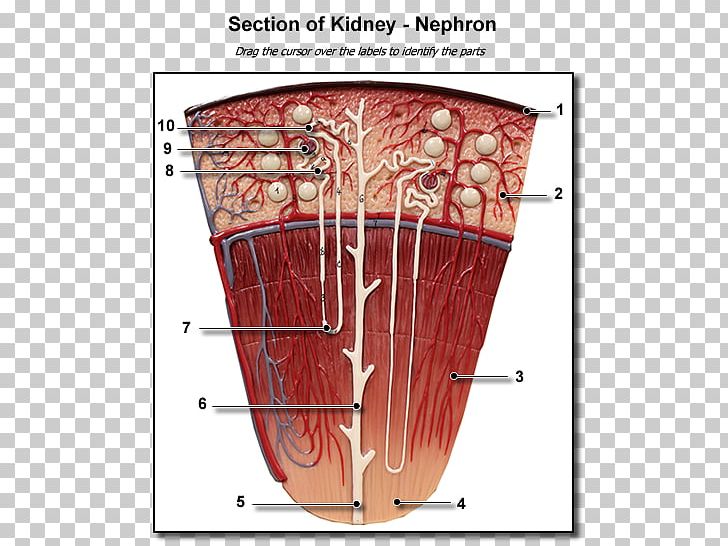 Nephron Kidney Anatomy Excretory System Renal Medulla PNG, Clipart, Anatomy, Excretory System, Human Anatomy, Kidney, Mouth Free PNG Download