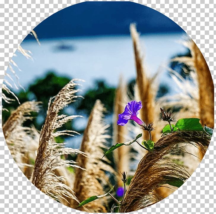 Social Media Grasses Photographer Photographic Assistant PNG, Clipart, Commodity, Concert Tour, Family, Flora, Flower Free PNG Download