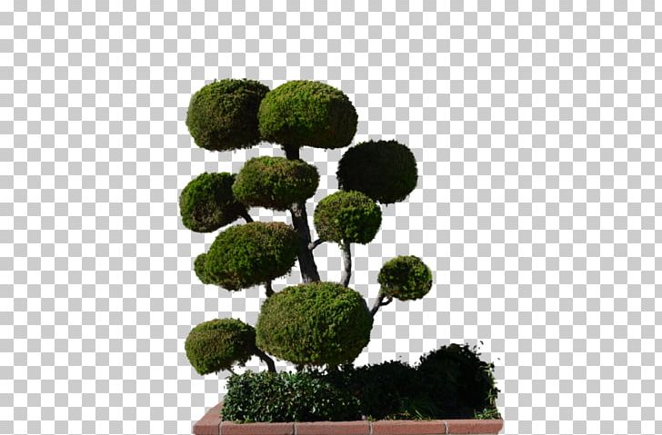 Tree Plant Shrub PNG, Clipart, Bonsai, Box, Evergreen, Flowerpot, Garden Free PNG Download