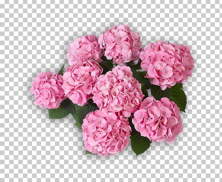 Cabbage Rose Garden Roses Pink Panicled Hydrangea Flower PNG, Clipart, Annual Plant, Artificial Flower, Cabbage Rose, Cornales, Cut Flowers Free PNG Download