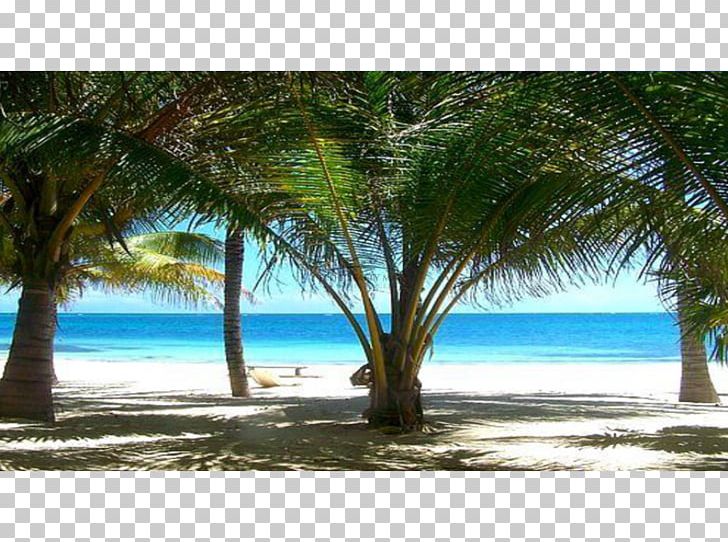 Caribbean Coconut Desktop Tropics Date Palm PNG, Clipart, Arecaceae, Arecales, Beach, Caribbean, Chacras Free PNG Download