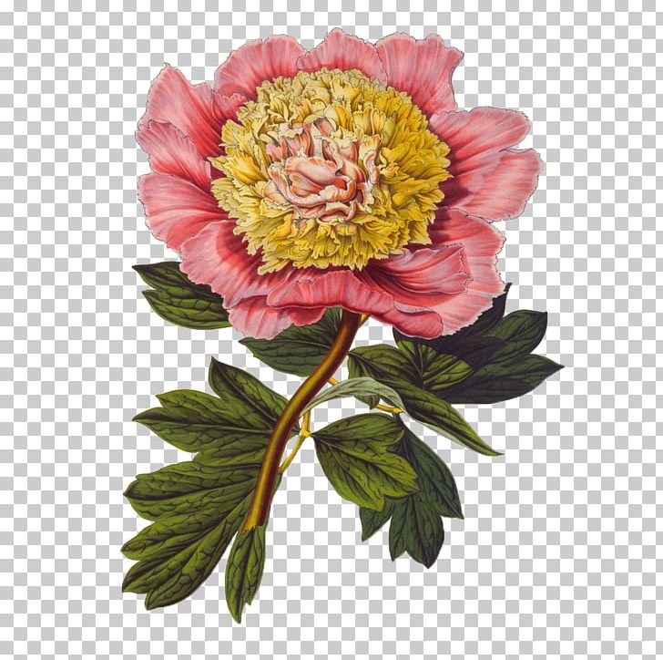 Gongbi Botanical Illustration Flower Illustration PNG, Clipart, Artificial Flower, Botany, Cartoon, Flower Arranging, Flowers Free PNG Download