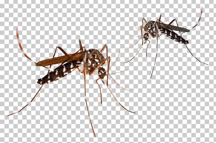 Portable Network Graphics Malaria Mosquito-borne Disease PNG, Clipart, Animals, Ant, Arthropod, Computer Icons, Desktop Wallpaper Free PNG Download