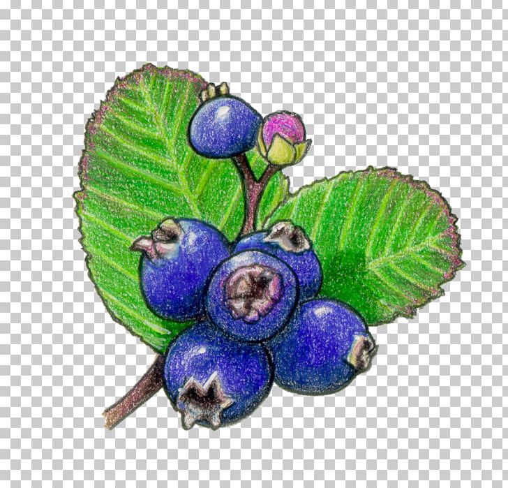 Bilberry Saskatoon Fruit Blueberry PNG, Clipart, Berries, Berry, Bilberry, Blueberry, Common Plum Free PNG Download
