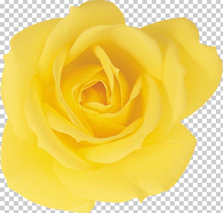 Garden Roses Beach Rose Yellow Petal PNG, Clipart, Beach Rose, Bloom, Blooming, Cut Flowers, Floribunda Free PNG Download