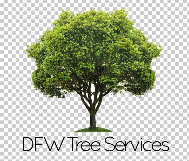 Tree Planting Shrub Trunk PNG, Clipart, Arbor Day, Arbor Day Foundation, Branch, Coast Redwood, Deciduous Free PNG Download