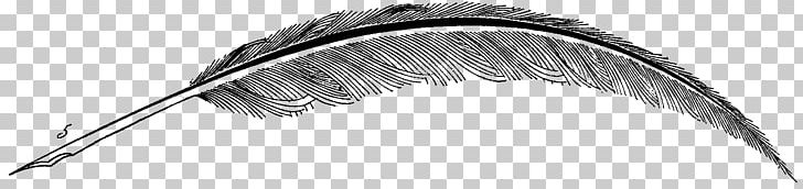 Feather Line Art Eyebrow White PNG, Clipart, Animals, Black, Black And White, Black M, Creative Art Free PNG Download