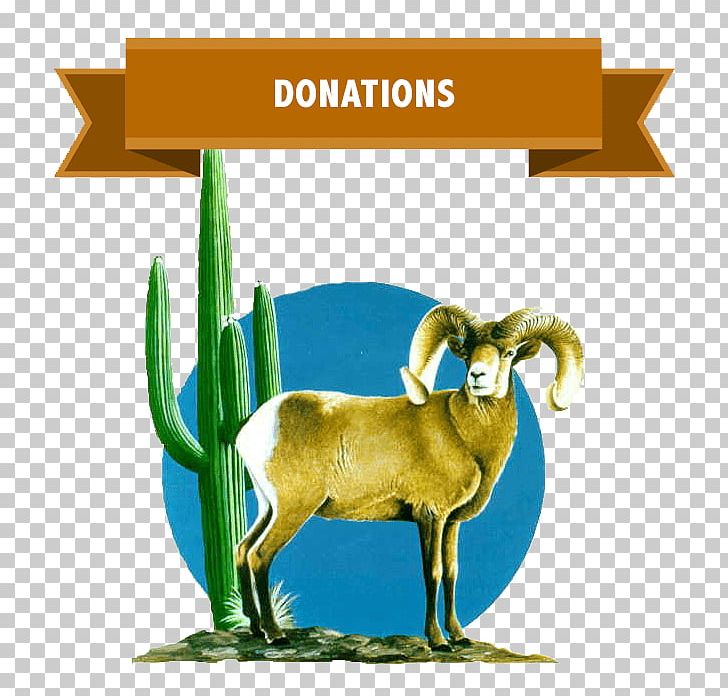 Goat Desert Bighorn Sheep Argali PNG, Clipart, Animals, Argali, Bighorn Sheep, Business, Cattle Free PNG Download