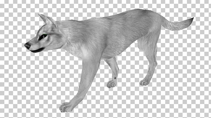 Saarloos Wolfdog Czechoslovakian Wolfdog Dog Breed Coyote Border Collie PNG, Clipart, Animals, Black And White, Border Collie, Canada Goose, Canine Free PNG Download