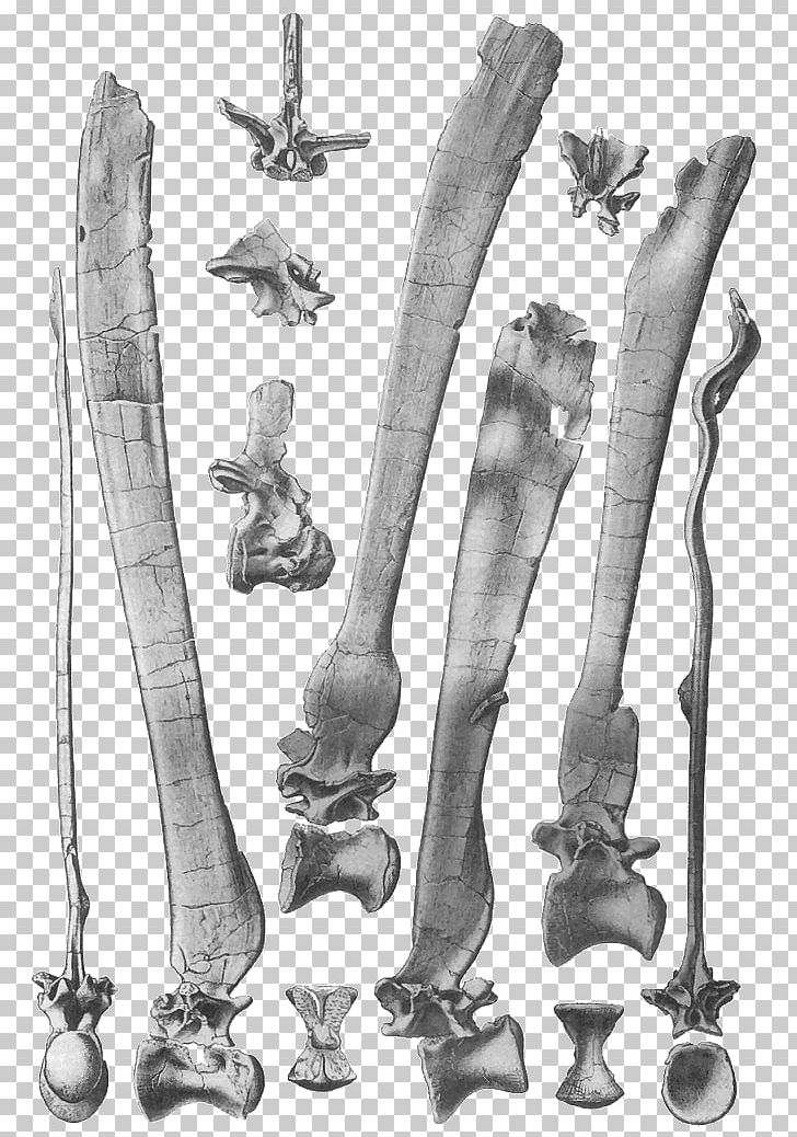 Spinosaurus Albian Carcharodontosaurus Kem Kem Beds Cenomanian PNG, Clipart, Albian, Arm, Black And White, Carcharodontosaurus, Cenomanian Free PNG Download