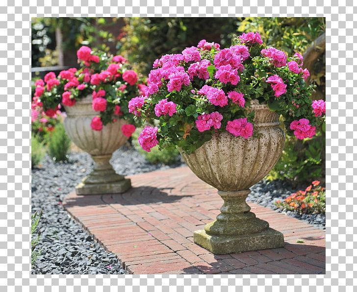 Annual Plant Garden Flowerpot Geraniums Floristry PNG, Clipart, Annual Plant, Autumn, Balcony, Floristry, Flower Free PNG Download