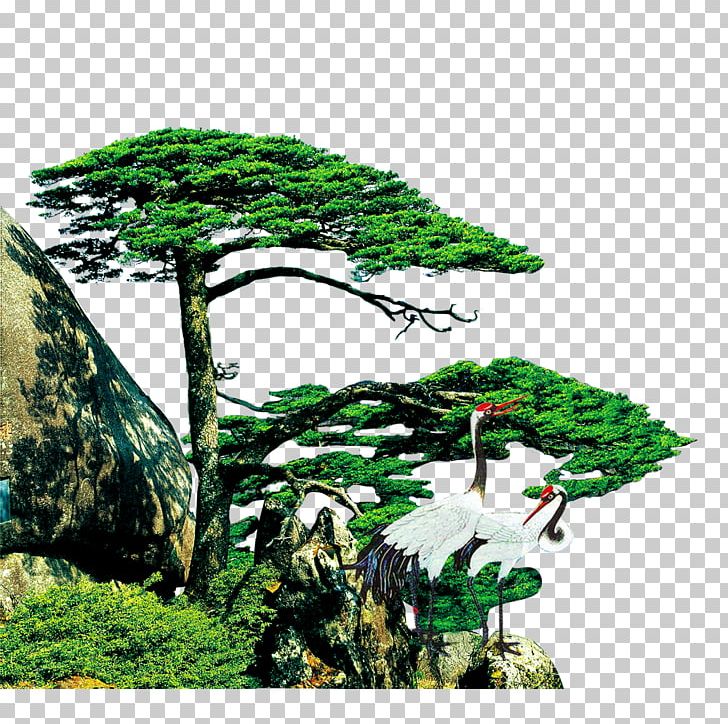 China Pine U677eu8102 Business Resin PNG, Clipart, Biome, Canvas, Conifers, Crane, Free Buckle Free PNG Download
