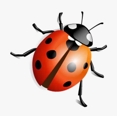 Ladybug PNG, Clipart, Animal, Animal Antenna, Ant, Backgrounds, Beetle Free PNG Download