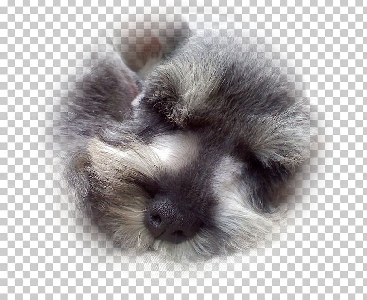 Rex Rabbit Fur Clothing Dog Breed Whiskers PNG, Clipart, Animals, Carnivoran, Coat, Dog Breed, Dog Breed Group Free PNG Download