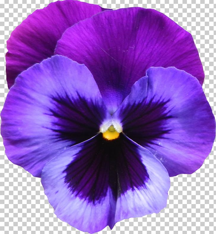 violet flower clip art