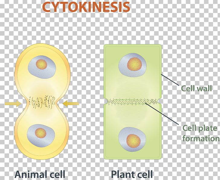 Mitosis Cytokinesis Cell Division Chromosome PNG, Clipart, Angle, Cell, Cell Division, Cell Nucleus, Cell Structure Free PNG Download