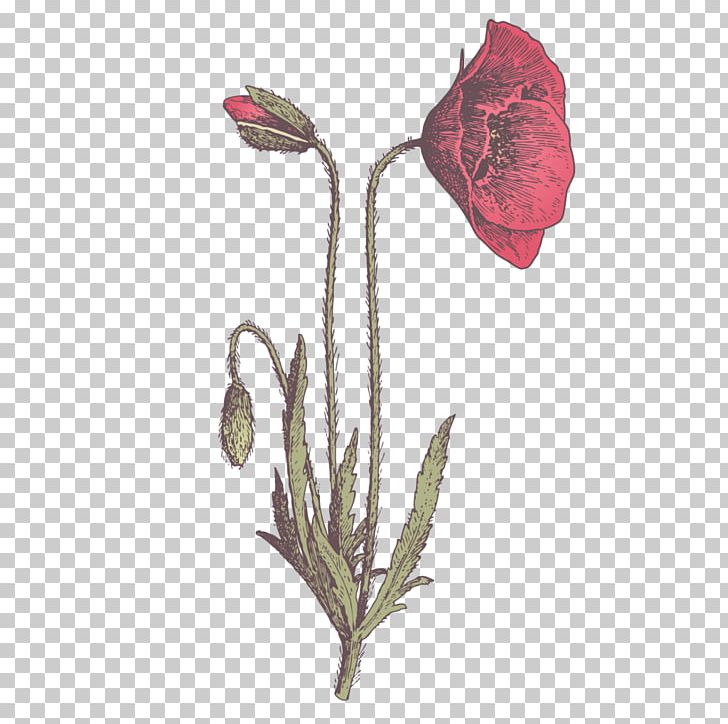 No Tulip Indonesian PNG, Clipart, Bang, Bud, Cut Flowers, Etsy, Flora Free PNG Download