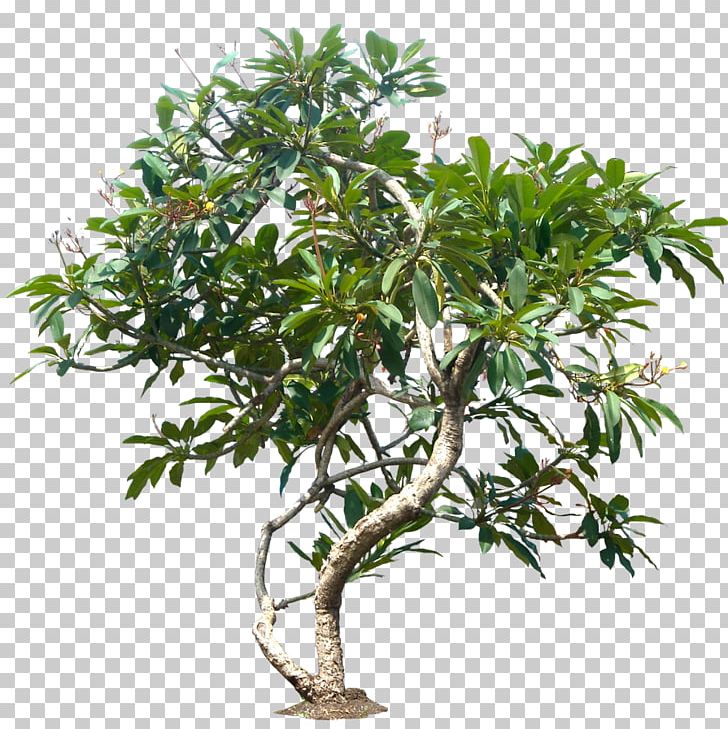 Populus Nigra Tree Plant Plumeria Rubra PNG, Clipart, Branch, Cottonwood, Evergreen, Flowerpot, Frangipani Free PNG Download