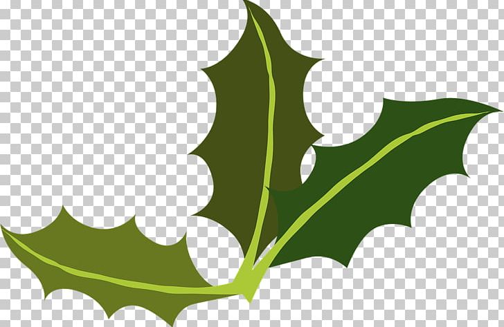 Yaupon Holly Leaf Miner Common Holly PNG, Clipart, American Holly, Berry, Christmas, Common Holly, Flora Free PNG Download