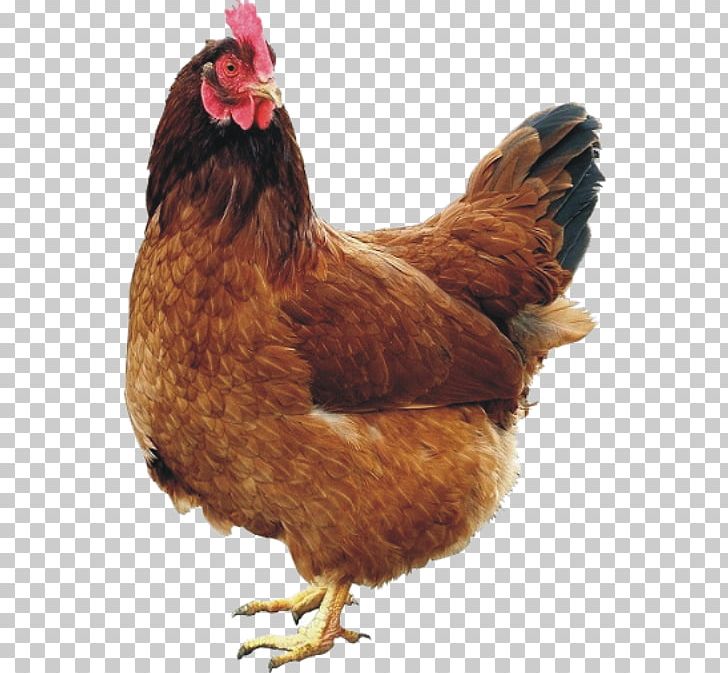 Chicken Coop Rooster Hen PNG, Clipart, Animals, Beak, Bird, Chicken, Chicken As Food Free PNG Download