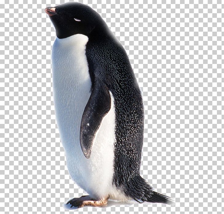 King Penguin Antarctica Indian Ocean PNG, Clipart, Animal, Antarctica, Beak, Bird, Continent Free PNG Download