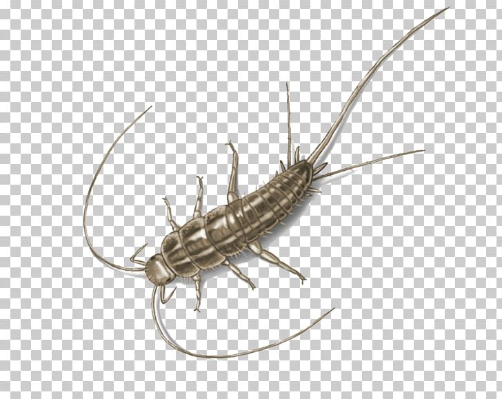 Silverfish Insect Pest Control House Centipede PNG, Clipart, Animals, Bed Bug, Bed Bug Bite, Bed Bug Control Techniques, Black Garden Ant Free PNG Download