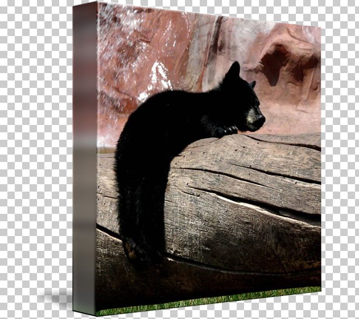Bear Cat Snout Wildlife PNG, Clipart, Bear, Black Cat, Cat, Fauna, Hang In There Free PNG Download