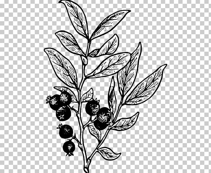 Drawing Line Art PNG, Clipart, Berry, Black And White, Blackberry, Blueberry, Branch Free PNG Download