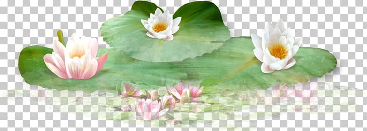 Nelumbo Nucifera Leaf PNG, Clipart, Aquarium Decor, Beautiful Girl, Beautiful Lotus, Beauty, Beauty Salon Free PNG Download